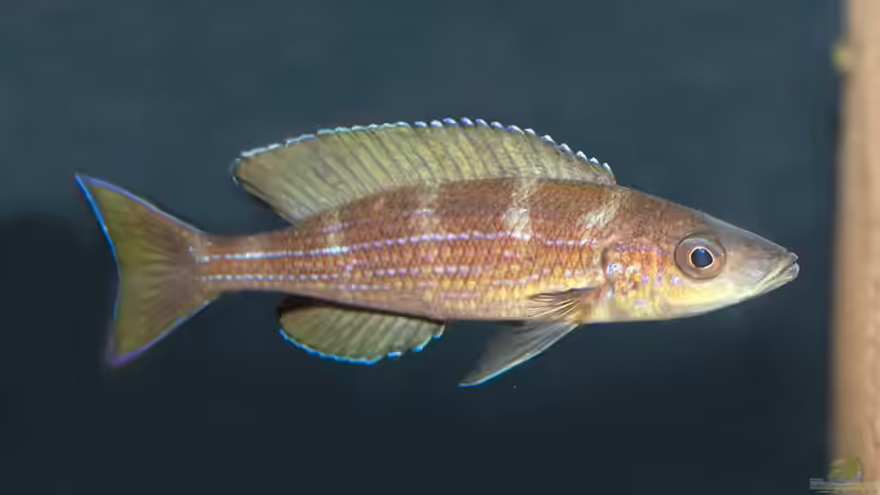 Paracyprichromis brieni im Aquarium halten (Einrichtungsbeispiele für Paracyprichromis brieni)