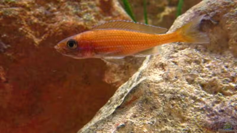 Paracyprichromis female mit Eiern im Maul von Malawigo (60)