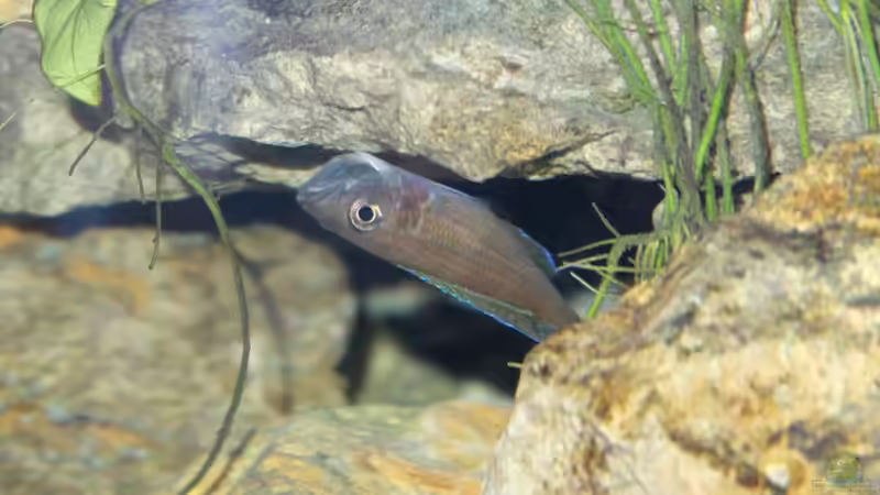 Paracyprichromis nach min. 43 Tagen Brutzeit. (2015) von Harald Götz (68)