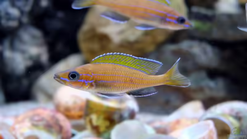 Paracyprichromis nigripinnis -blue Neon- (2015) von Harald Götz (48)