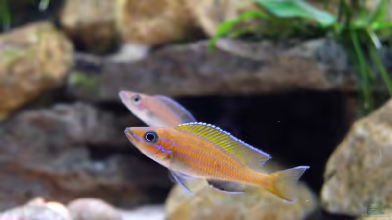 Paracyprichromis nigripinnis -blue Neon- (2015) von Harald Götz (50)