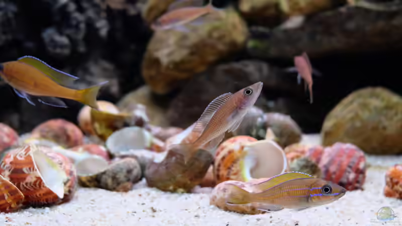 Paracyprichromis nigripinnis -blue Neon- (2015) von Harald Götz (51)