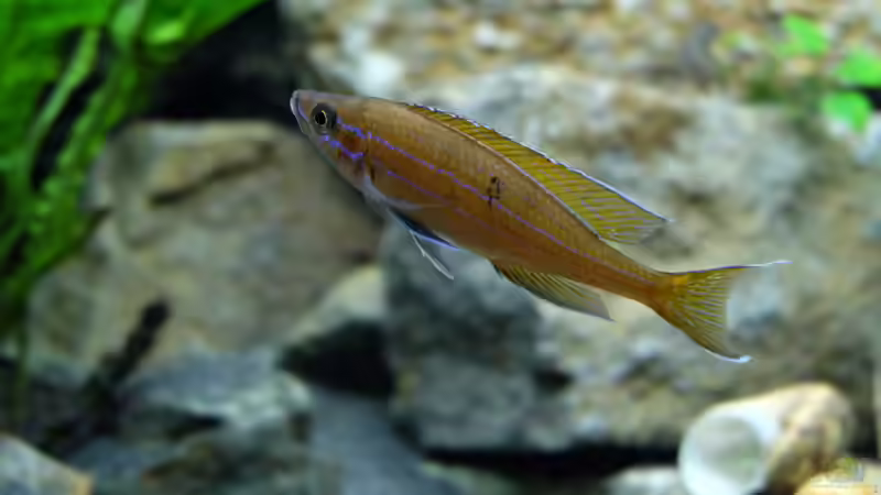 Paracyprichromis nigripinnis -blue Neon- Männchen von Harald Götz (43)