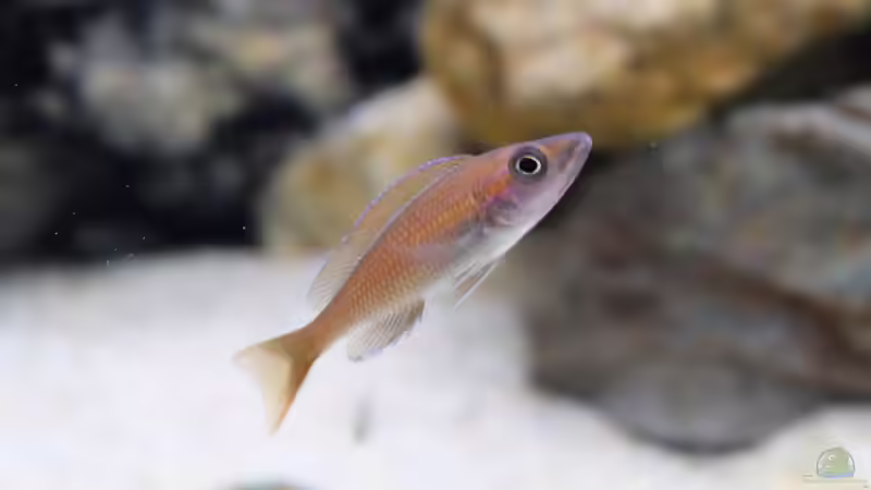 Paracyprichromis nigripinnis -blue Neon- Weibchen (2015) von Harald Götz (47)