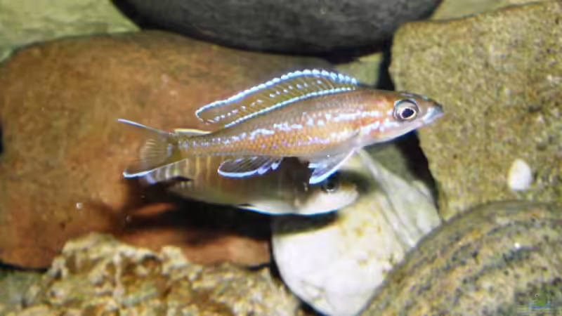 Paracyprichromis nigripinnis blue  neon von Angelheart (28)