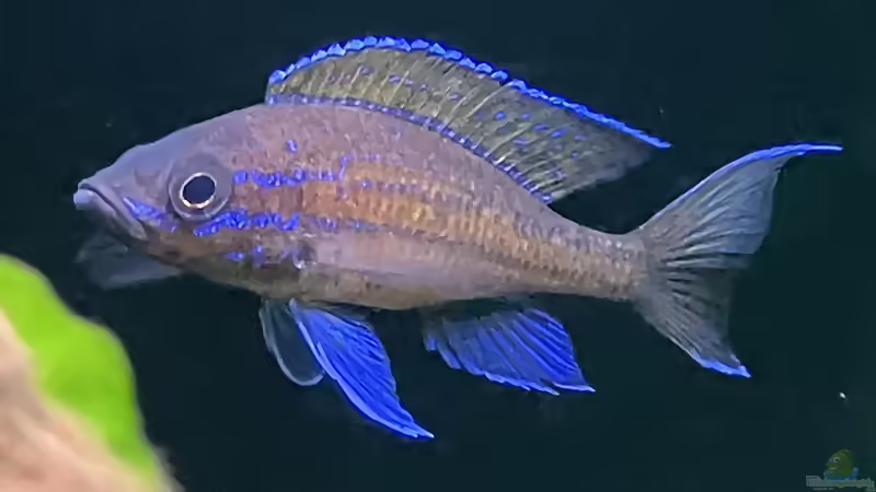 Paracyprichromis nigripinnis blue neon - Männchen von Ralf Fiechter (8)