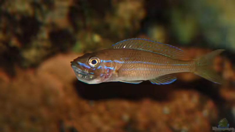 Aquarien mit Paracyprichromis nigripinnis (Neon-Kärpflingscichlide)