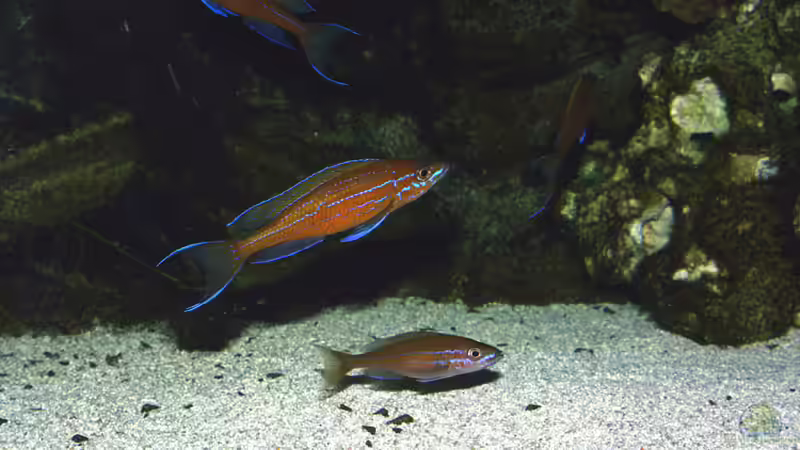 Paracyprichromis nigripinnis blue neon, Paar von Peter Hübner (11)