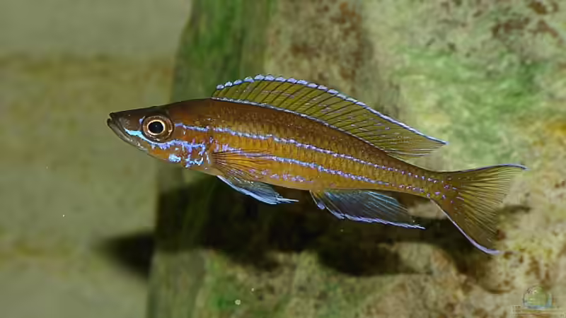 Paracyprichromis nigripinnis blue neon (m)  von Georg Botz (21)