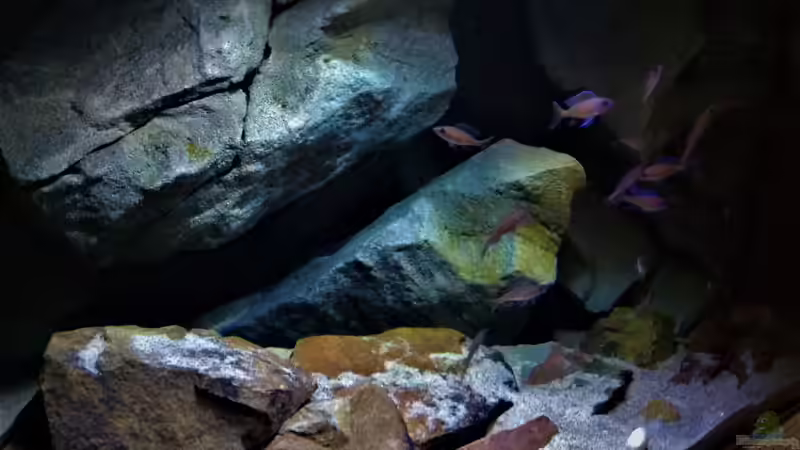 Paracyprichromis nigripinnis blue neon von pacho (23)