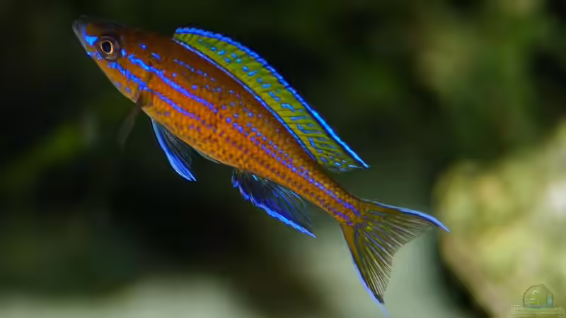 Paracyprichromis nigripinnis blue neon von Peter Hübner (16)