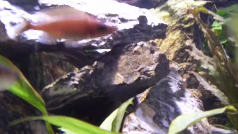 Paracyprichromis Nigripinnis ´blue neon´ von schmitzkatze (13)