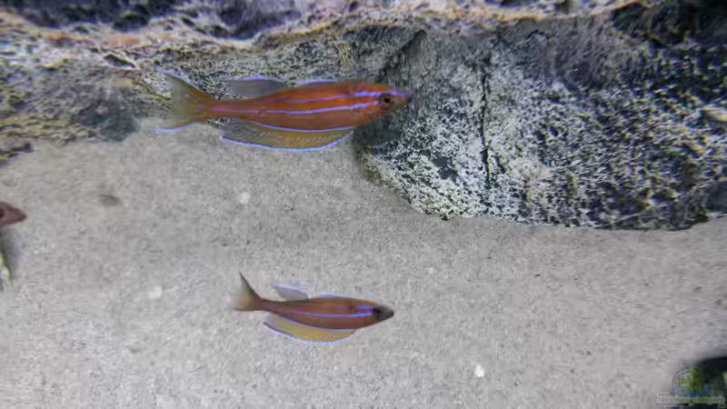 Paracyprichromis nigripinnis blue neon von spriggina (84)