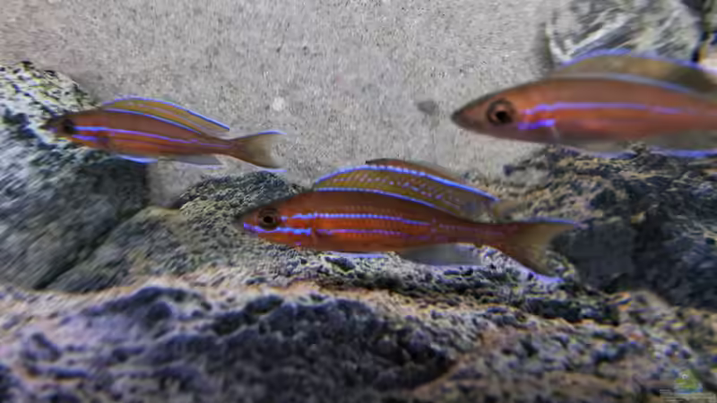 Paracyprichromis nigripinnis blue neon von spriggina (85)