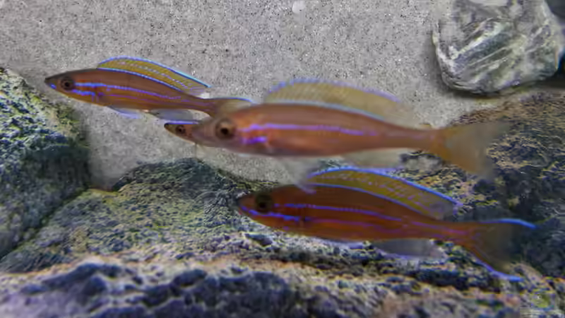 Paracyprichromis nigripinnis blue neon von spriggina (86)