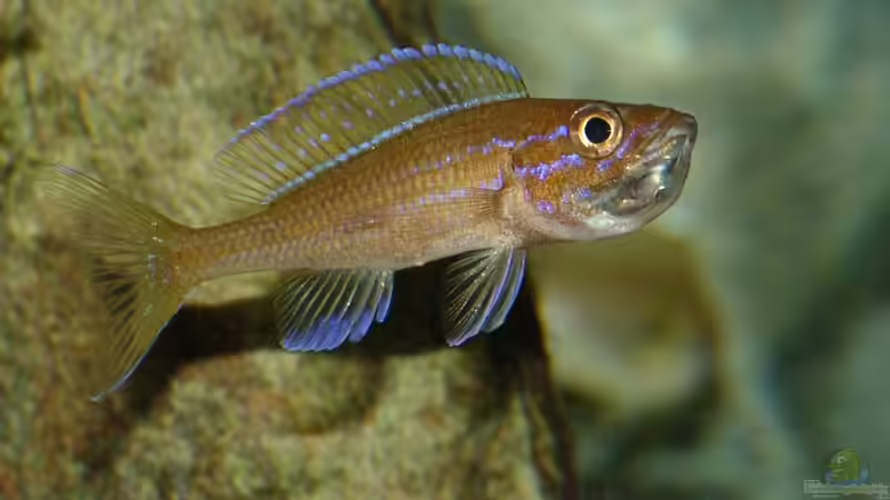Aquarien mit Paracyprichromis nigripinnis (Neon-Kärpflingscichlide)