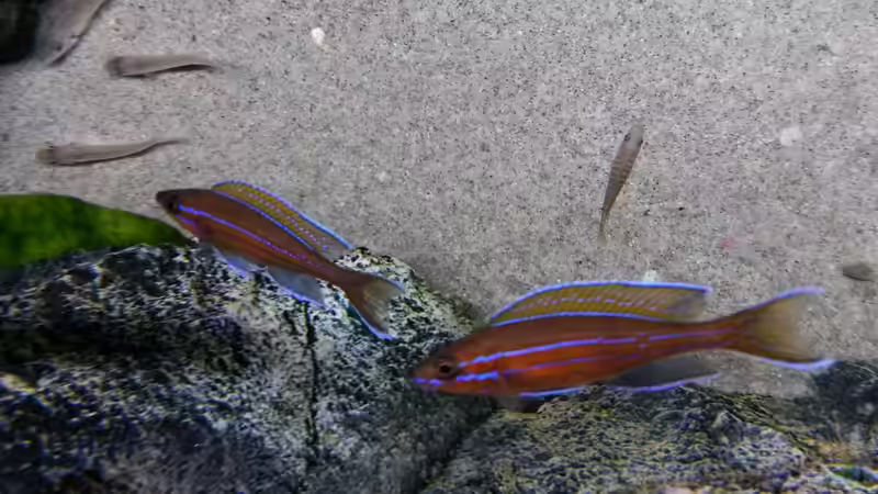 Aquarien mit Paracyprichromis nigripinnis (Neon-Kärpflingscichlide)