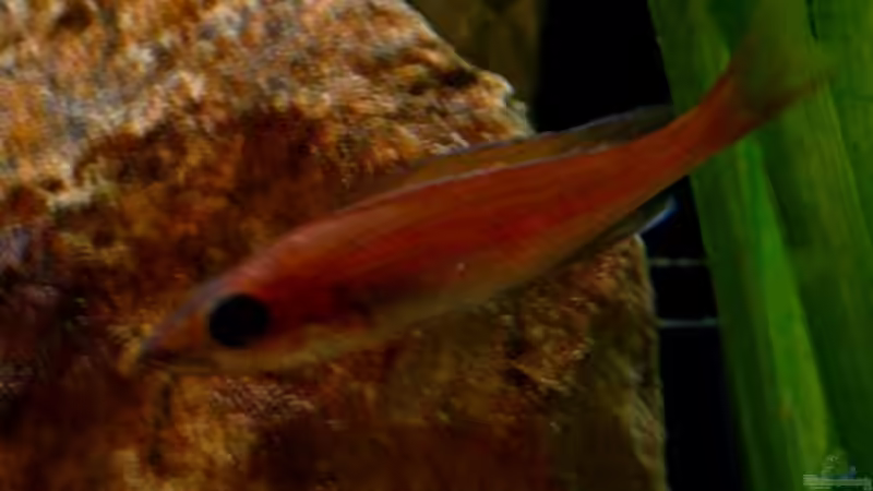 Paracyprichromis nigripinnis Chituta female von Malawigo (39)