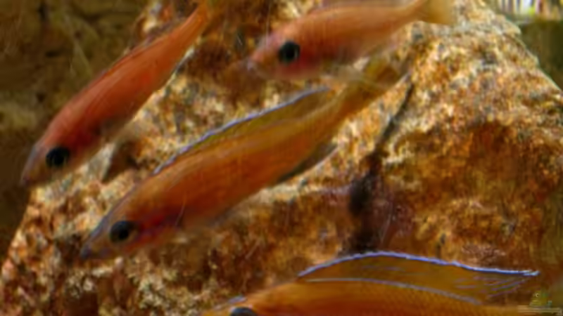 Paracyprichromis nigripinnis Chituta von Malawigo (40)