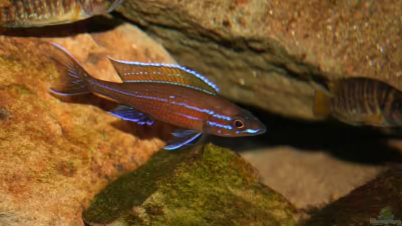 Paracyprichromis Nigripinnis MÃ¤nnchen mit Altolamprologus Compressiceps Kigoma ´red fin´ von Alexander Hinz (9)