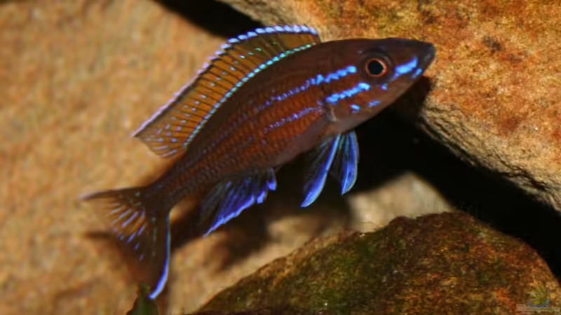 Paracyprichromis Nigripinnis Männchen von Alexander Hinz (6)