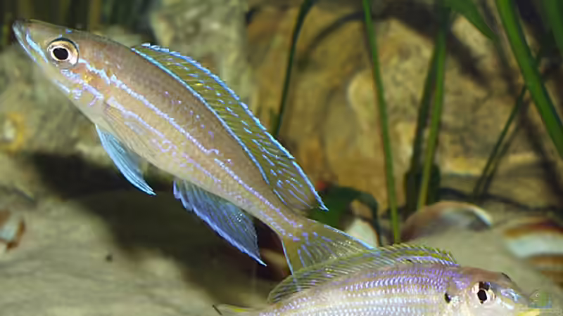 Paracyprichromis nigripinnis und Enantiopus melanogenys Kilesa von Dirk Lehmann (7)