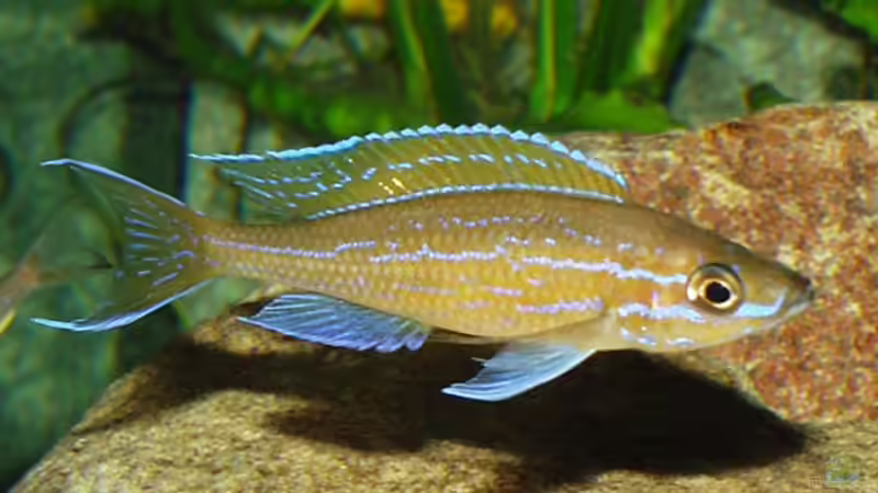Paracyprichromis nigripinnis von Dirk Lehmann (8)