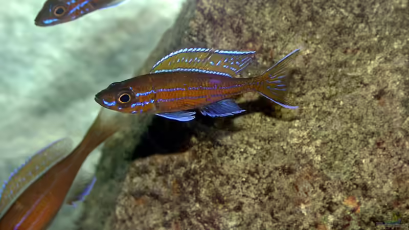 Paracyprichromis nigripinnis von Georg Botz (5)