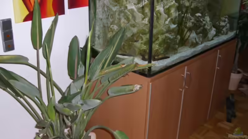 Paradies Vogel Blume kurz vor seiner 2. Blüte im Hintergrund das Becken von Torsten Dau (6)