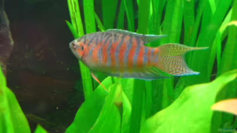 Aquarien für Macropodus opercularis (Paradiesfisch)