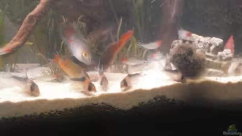 Paradiesfische, Rotkopfsalmler und Corys zusammen beim Futtern. von Schnaeuf (19)