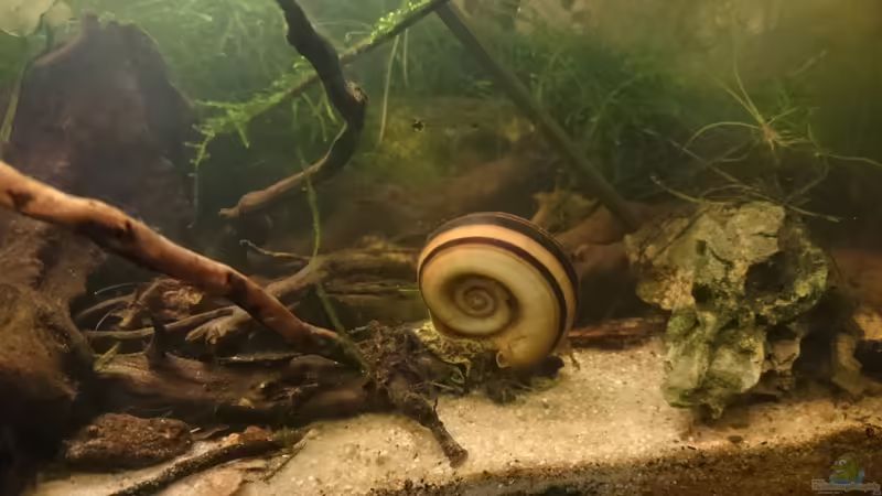 Paradiesschnecke. Seit ich sie habe, kaufe ich öfter Belgisches Konfekt. von miv (13)