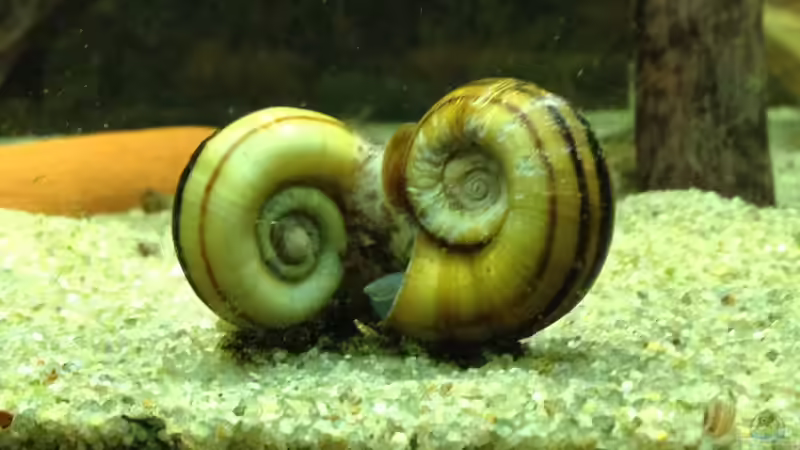 Paradiesschnecken von Thomas S-H (15)