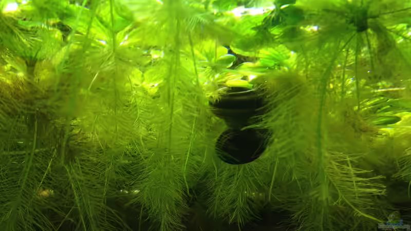 Paradiesschnecken von Thomas S-H (28)