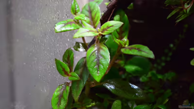 Paradrynomaia spec. Surinam von Junglist (29)