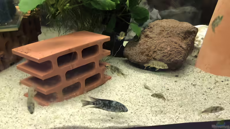 Paralabidochromis chromogynos ZUE ISLAND von Helga Kury (2)