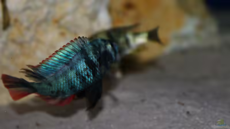 Paralabidochromis chromogynos Zue von tonisafricancichlids (10)