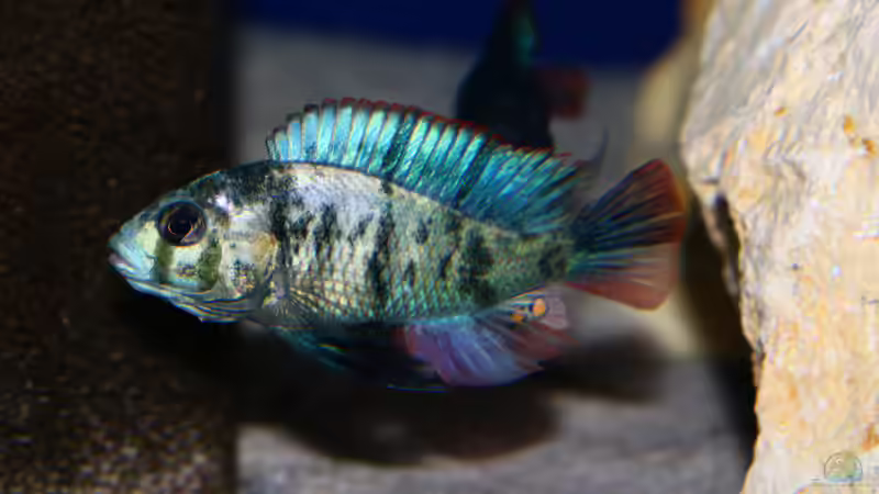 Paralabidochromis chromogynos Zue von tonisafricancichlids (14)