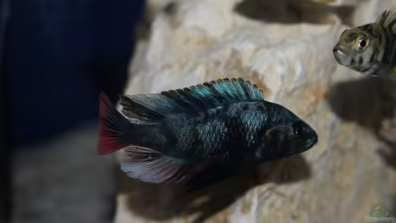 Paralabidochromis chromogynos Zue von tonisafricancichlids (16)