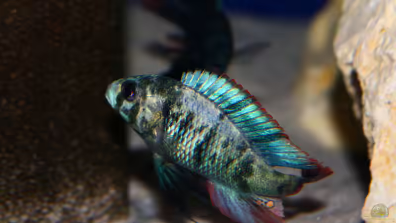 Paralabidochromis chromogynos Zue von tonisafricancichlids (18)