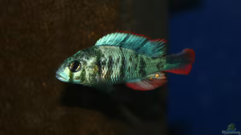 Paralabidochromis chromogynos Zue von tonisafricancichlids (5)