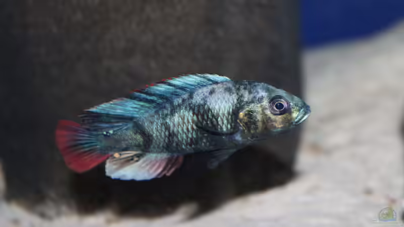 Paralabidochromis chromogynos im Aquarium (Einrichtungsbeispiele für Paralabidochromis chromogynos)