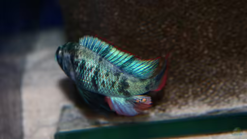 Paralabidochromis chromogynos im Aquarium (Einrichtungsbeispiele für Paralabidochromis chromogynos)