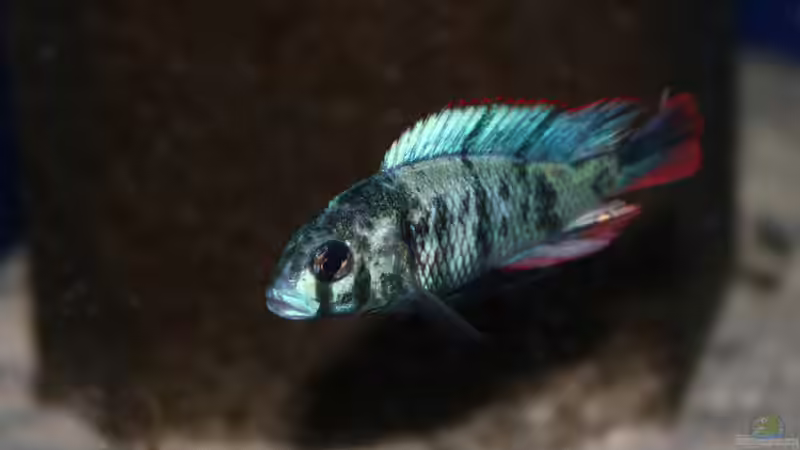 Paralabidochromis chromogynos im Aquarium (Einrichtungsbeispiele für Paralabidochromis chromogynos)