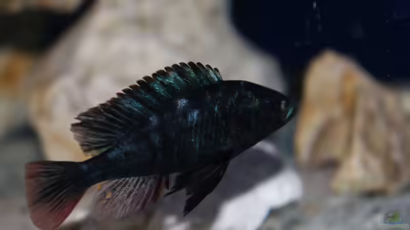 Paralabidochromis chromogynos im Aquarium (Einrichtungsbeispiele für Paralabidochromis chromogynos)