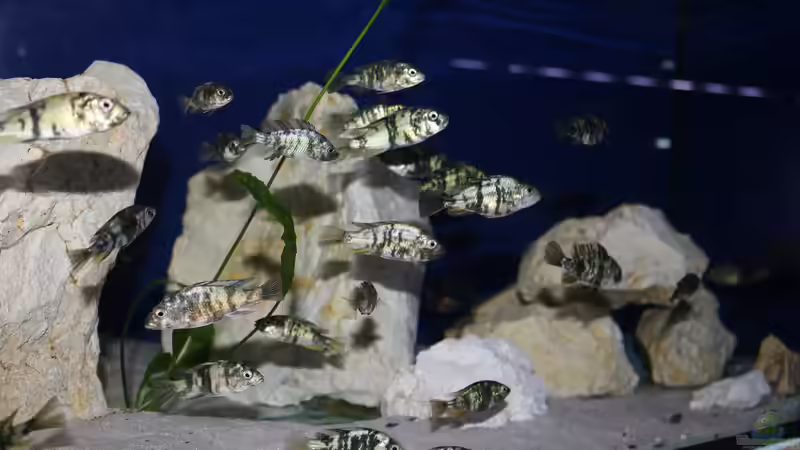 Paralabidochromis chromogynos im Aquarium (Einrichtungsbeispiele für Paralabidochromis chromogynos)