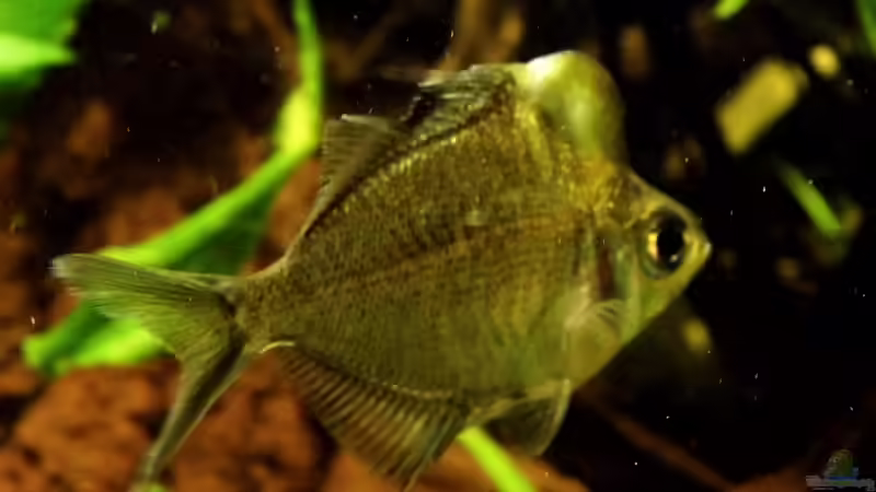 Parambassis pulcinella - Vermutlich ein Männliches Tier von snooze (21)