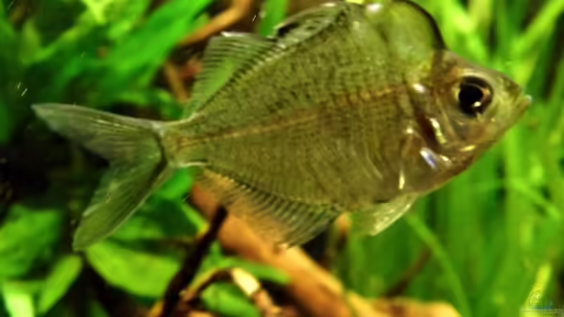 Parambassis pulcinella - Vermutlich ein Weibchen von snooze (22)