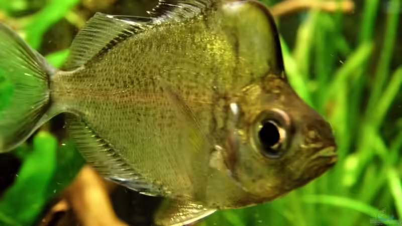 Parambassis pulcinella von snooze (29)