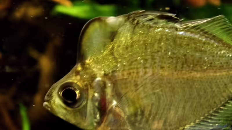 Parambassis pulcinella von snooze (30)